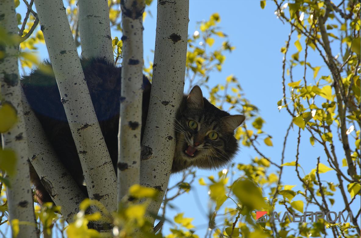 Снять кота с дерева