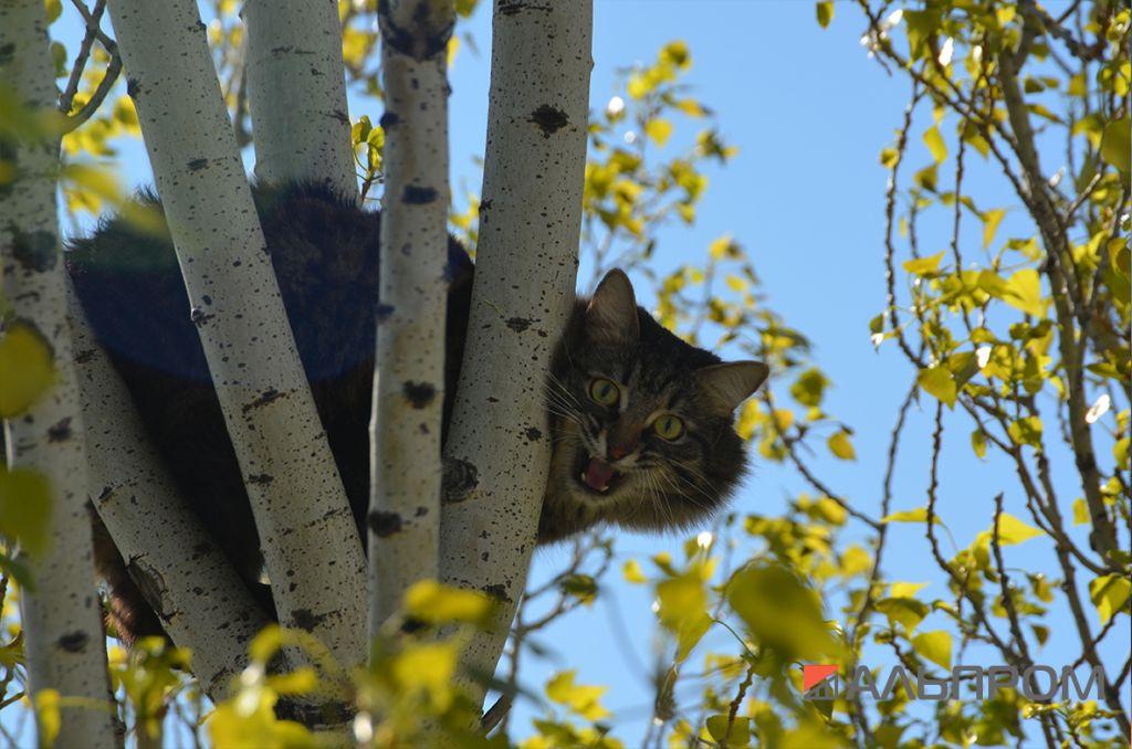 kot2 Снять кота с дерева